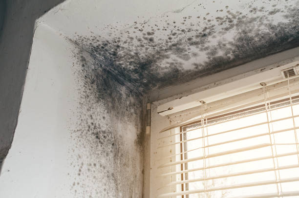 Affordable Mold Cleanup solutions in Germantown, TN